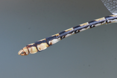 Ophiogomphus occidentis