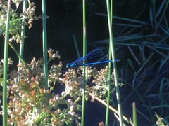 Calopteryx xanthostoma