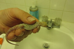 Hemidactylus turcicus