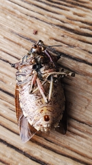 Alcaeorrhynchus grandis