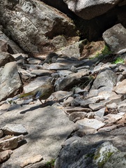 Trochalopteron morrisonianum