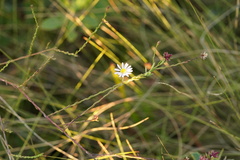 Symphyotrichum adnatum
