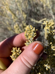 Artemisia tridentata