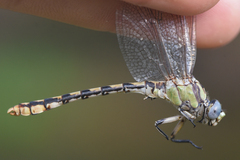 Ophiogomphus occidentis