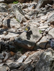 Trochalopteron morrisonianum