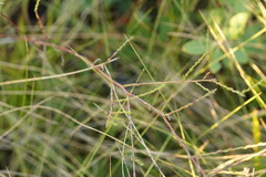 Symphyotrichum adnatum