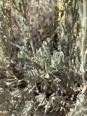 Artemisia tridentata