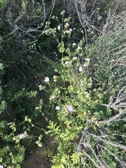 Moscharia pinnatifida