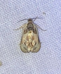 Olethreutes griseoalbana