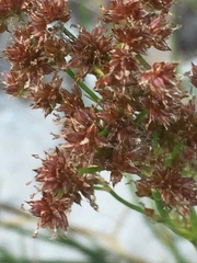 Juncus rugosus
