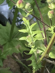 Moscharia pinnatifida