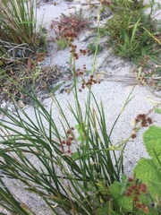 Juncus rugosus