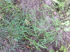 Bunium bulbocastanum