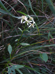 Aster scaber