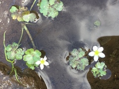 Ranunculus omiophyllus