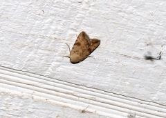 Micrathetis triplex