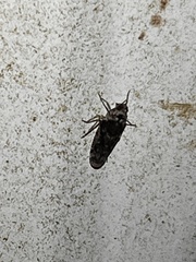 Catonia nava