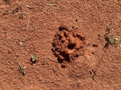 Neoscapteriscus borellii