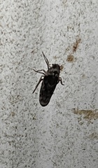 Catonia nava