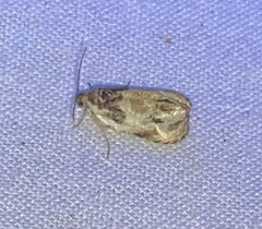 Olethreutes griseoalbana