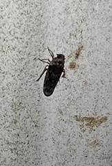 Catonia nava