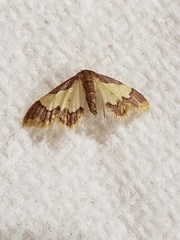 Idaea basinta