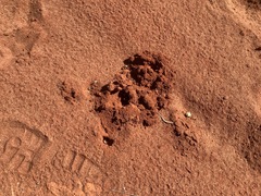 Neoscapteriscus borellii