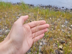 Sporobolus cryptandrus