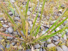 Sporobolus cryptandrus