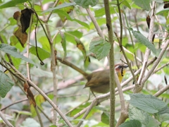 Basileuterus rufifrons