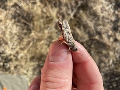 Encoptolophus costalis