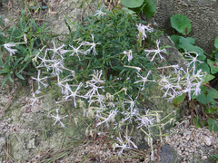 Silene fortunei