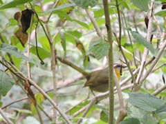 Basileuterus rufifrons