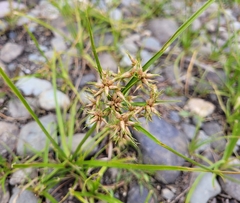 Cyperus dentatus