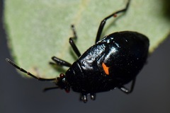 Largidae