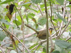 Basileuterus rufifrons