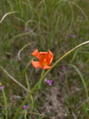 Moraea flaccida