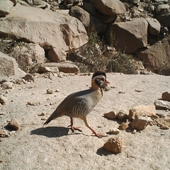 Alectoris melanocephala