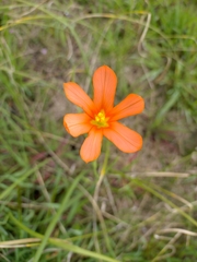 Moraea flaccida