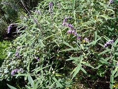 Salvia leucantha