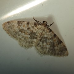 Zenophleps obscurata