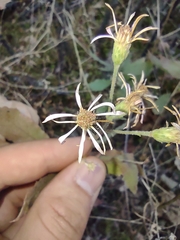 Eurybia radulina