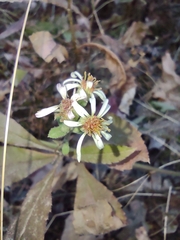 Eurybia radulina