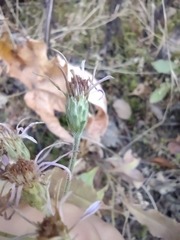 Eurybia radulina