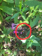Xylocopa virginica