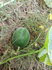 Cucumis melo