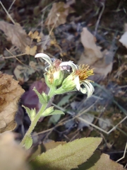 Eurybia radulina