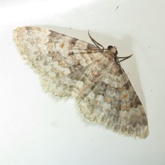 Zenophleps obscurata