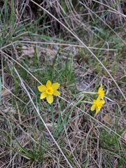 Narcissus