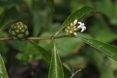 Morinda royoc